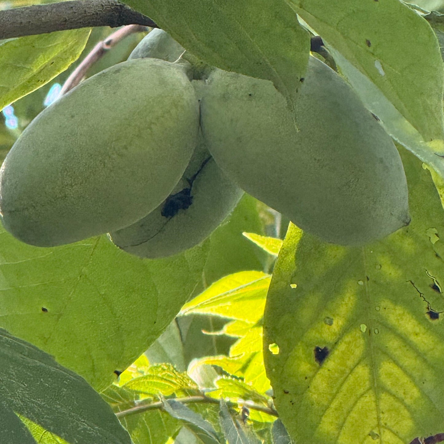 2025 Paw Paw Tree Seeds- from great quality grafted cultivars, packed in peat moss for successful continued stratification for 3-4 months!