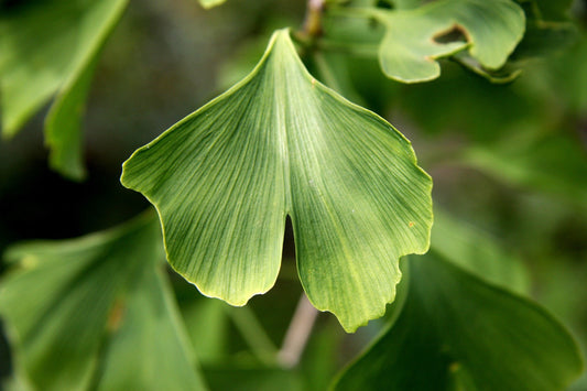 1 GINKGO BILOBA Tree- an Herb for the Mind “Fishtail Shaped”Maidenhair In the Fall Leaves