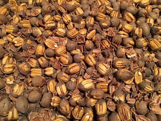 Pecans: 5 lbs Fresh Cracked Northern-Kanza variety  FREE SHIPPING