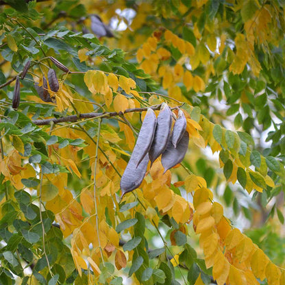 Choice of Bareroot Trees- for Food, Nuts, Butterflies, Birds & Bees