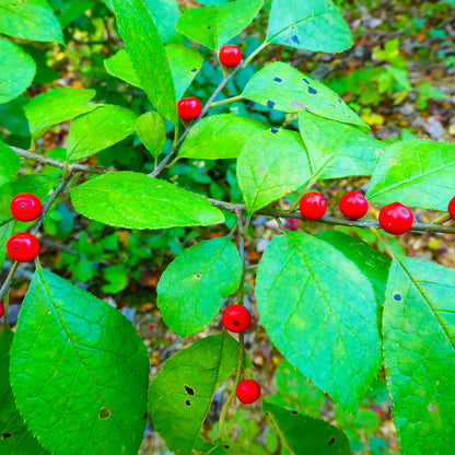 2-18” Spice Bush/Tree-Fragrant & Beautiful! Butterfly Gardens & Gorgeous Smelling & a usable Spice!