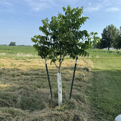 (5) 12"-60" BarkPro Tree Pro Tree Protector Tubes - Deer Rub, Rabbits & Weed-Eaters