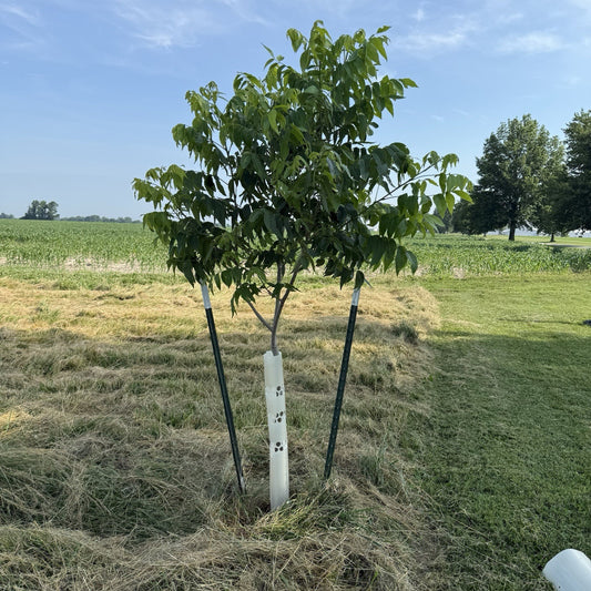(5) 12"-60" BarkPro Tree Pro Tree Protector Tubes - Deer Rub, Rabbits & Weed-Eaters
