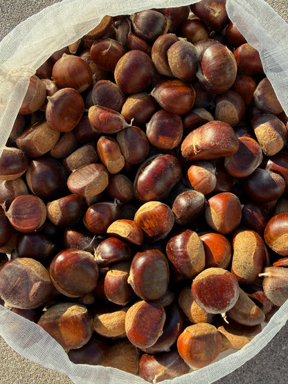 10 lbs Hybrid Chinese Chestnuts IL, USA raise in 2026