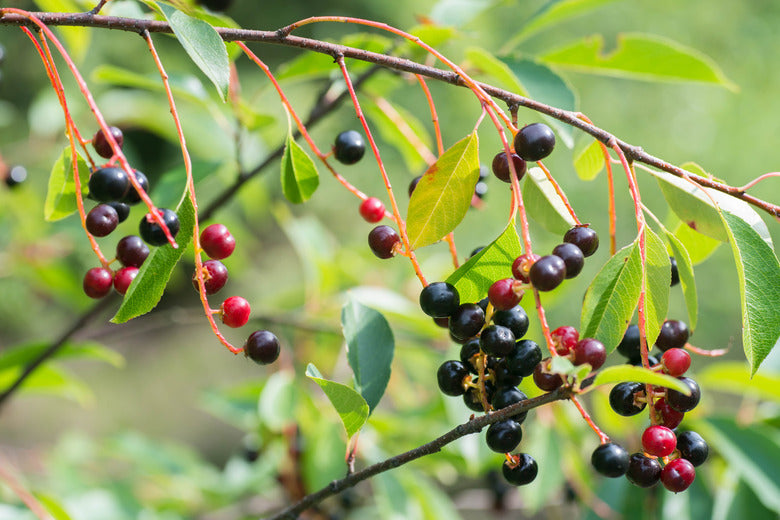 Choice Bareroot Trees-for Fruit, Nuts, Butterflies, Birds & Bees