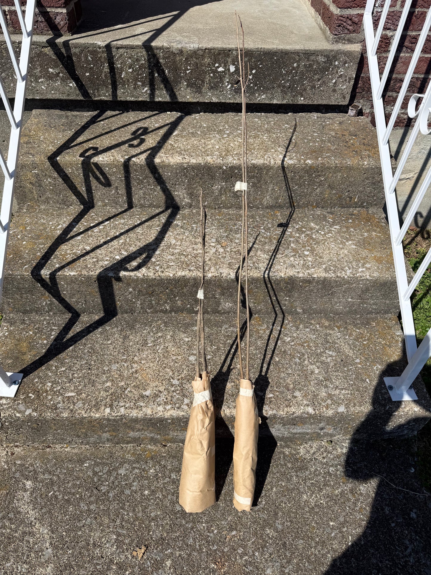 1 Pecan Tree Seedling (bare-root not potted)