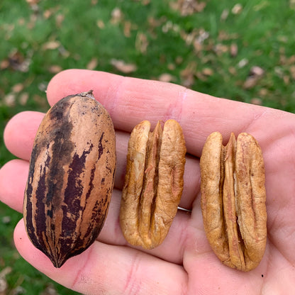 Amish Raised Pecans - Mohawk a Mammoth Pecan larger than Pawnee