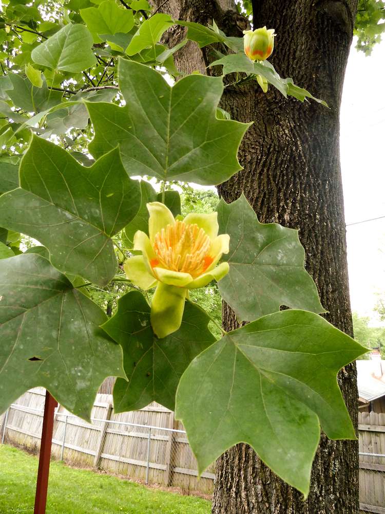 (1) 24" Yellow Tulip Poplar/Magnolia-Butterflies, Birds & Bees (Bareroot)