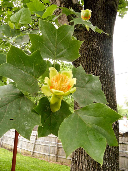 (1) 24" Yellow Tulip Poplar/Magnolia-Butterflies, Birds & Bees (Bareroot)