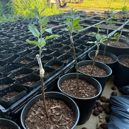Wolf River Apple-Semi-dwarf, Walt Disney’s Favorite 1+ lb apples  (M7 rootstock)