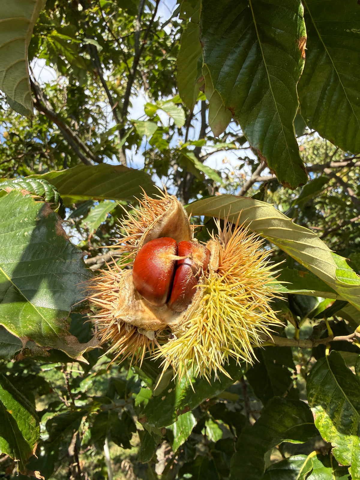 10 lbs Hybrid Chinese Chestnuts IL, USA raise in 2026