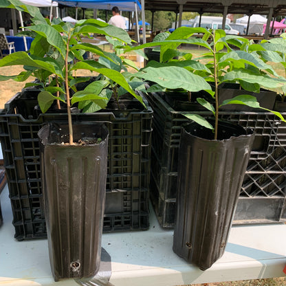 Wells Paw Paw 2-3 ft Guarantee Grafted Cultivar - in a 1 Gallon Pot