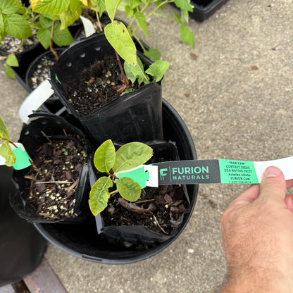 1 Paw Paw Tree- only Organic Pesticides Used, in 12” deep-root pot, 1st year tree (Dormant losing/no leaves)