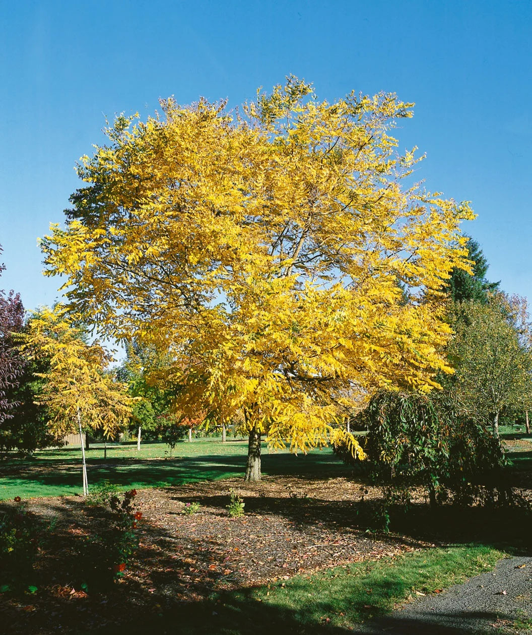 Choice of Bareroot Trees- for Food, Nuts, Butterflies, Birds & Bees