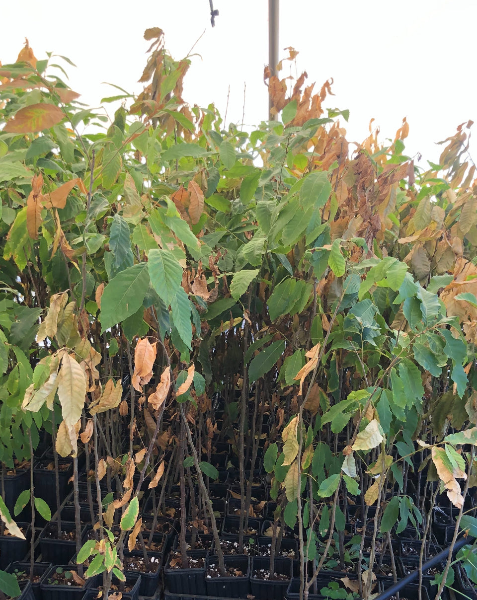 1 - Chinese Chestnut - Deep-rooted 14” tree pot- 2+ ft tall - Early Nut Drop - August September