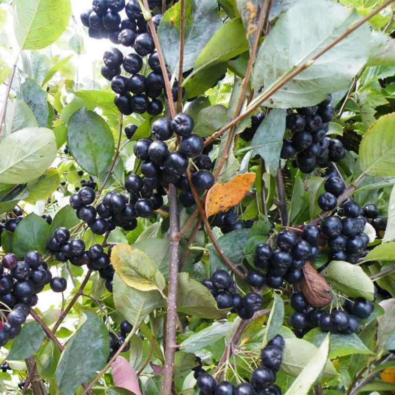Choice Bareroot Trees-for Fruit, Nuts, Butterflies, Birds & Bees