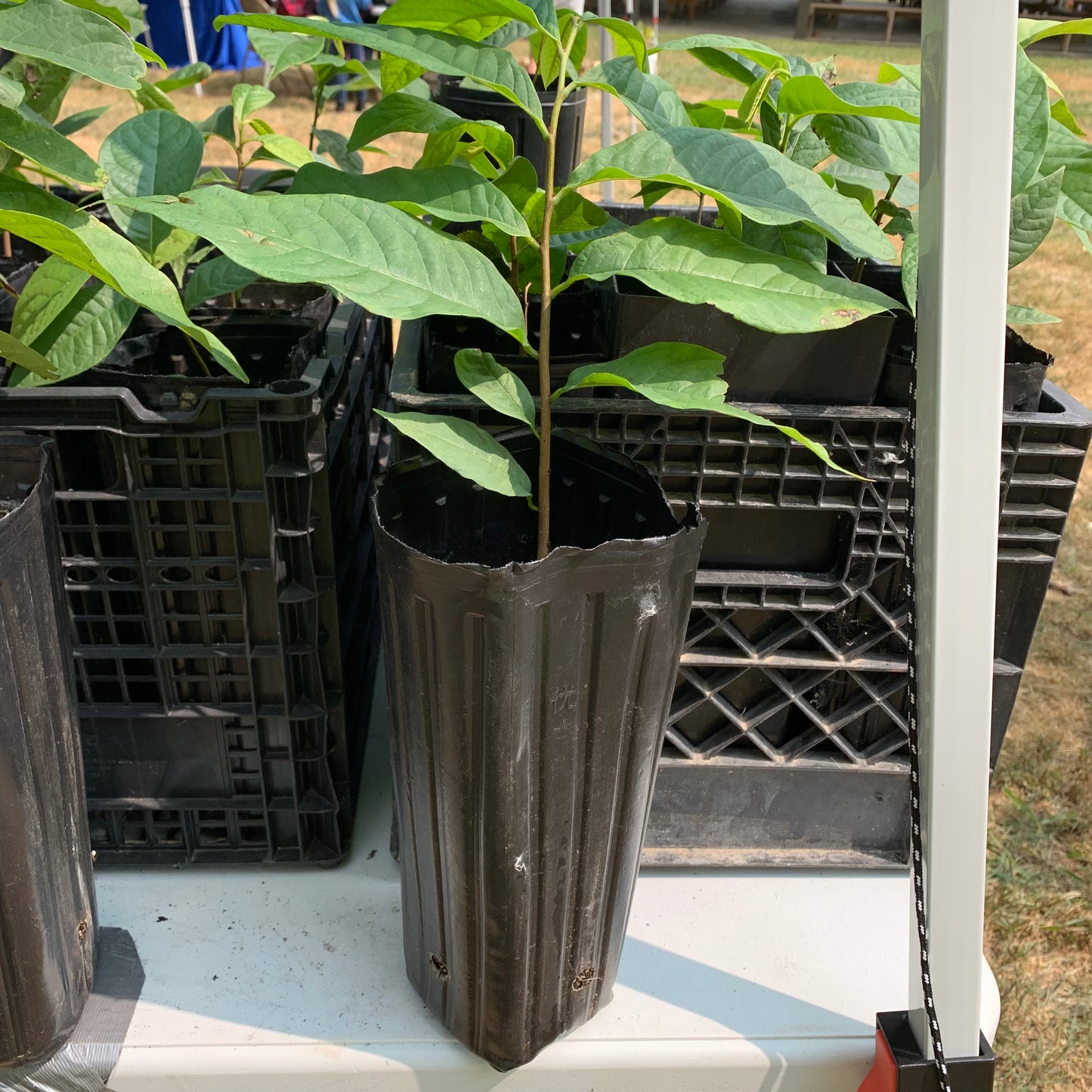 Wells Paw Paw 2-3 ft Guarantee Grafted Cultivar - in a 1 Gallon Pot