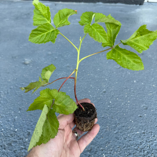 Columbia Giant Blackberry Plant Plug, held in hand