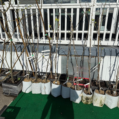 Pecan Trees-Grafted Commercial Quality Pecans- nuts in about 5 years vs over 10!