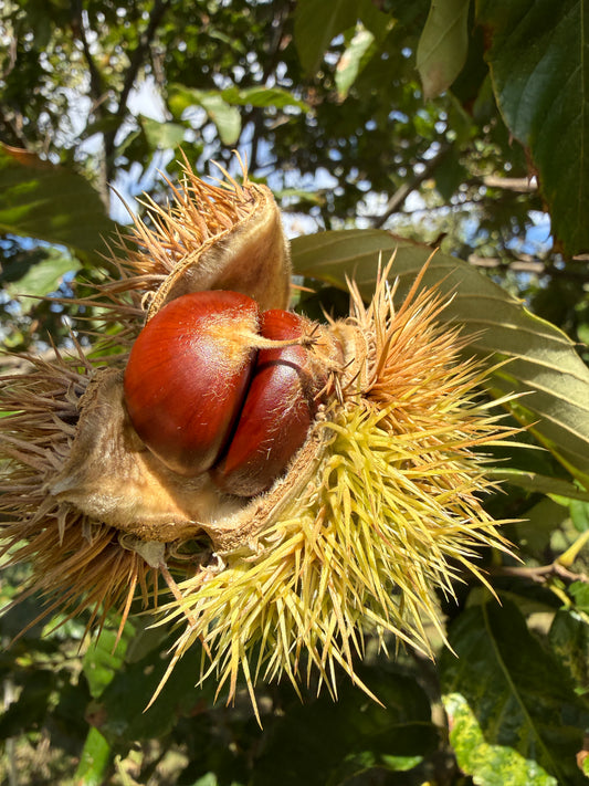 10 lbs Hybrid Chinese Chestnuts IL, USA raise in 2026