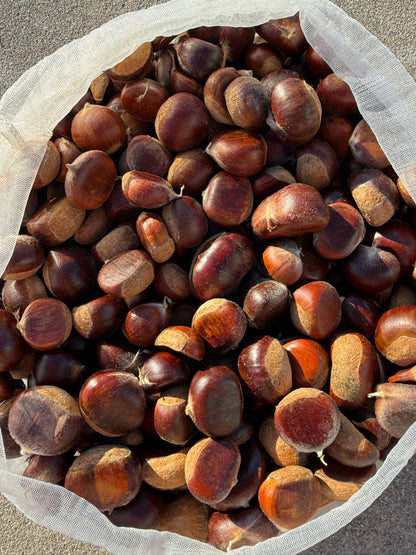 10 lbs Hybrid Chinese Chestnuts IL, USA raise in 2026
