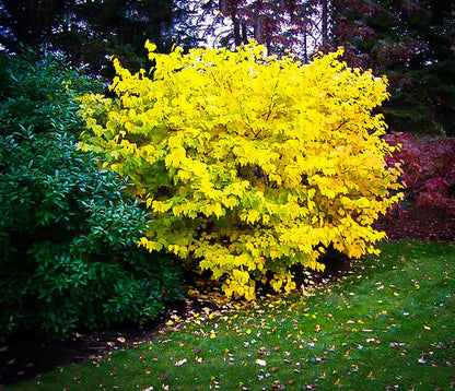 2-18” Spice Bush/Tree-Fragrant & Beautiful! Butterfly Gardens & Gorgeous Smelling & a usable Spice!