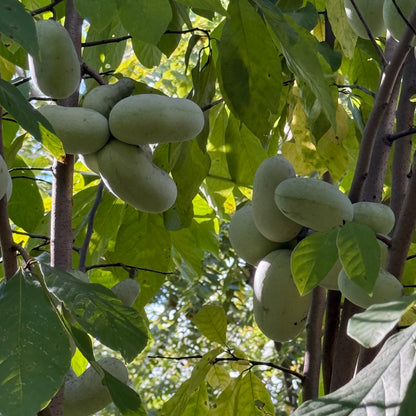1 Paw Paw Tree & Free 24” Tree Greenhouse Tube- only Organic Pesticides Used, in 12” deep-root pot, 1.5 year old size will vary from  6-9”!