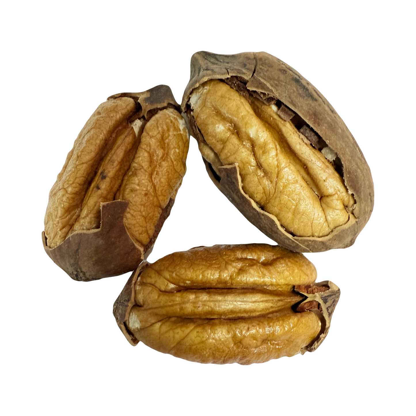 5 lbs Mammoth Pecans: Small Farm Raised, Fresh Cracked Northern-Pawnee variety Free Shipping