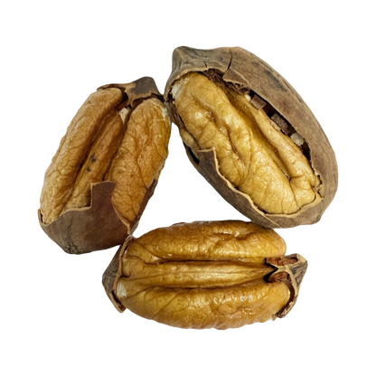 5 lbs Mammoth Pecans: Small Farm Raised, Fresh Cracked Northern-Pawnee variety Free Shipping