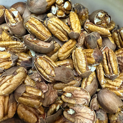 5 lbs Mammoth Pecans: Small Farm Raised, Fresh Cracked Northern-Pawnee variety Free Shipping