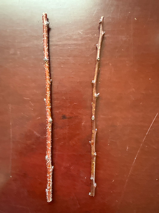 Apricot-Grafting Scion-1 Stick
