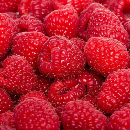 Patented Thornless BlackBerry & Raspberry Starter Plant (Plugs)- with Free 24" Greenhouse Miracle Grow Tube