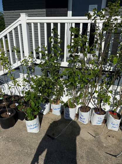 Hazelnut Rutgers/OSU Patented Hybrid