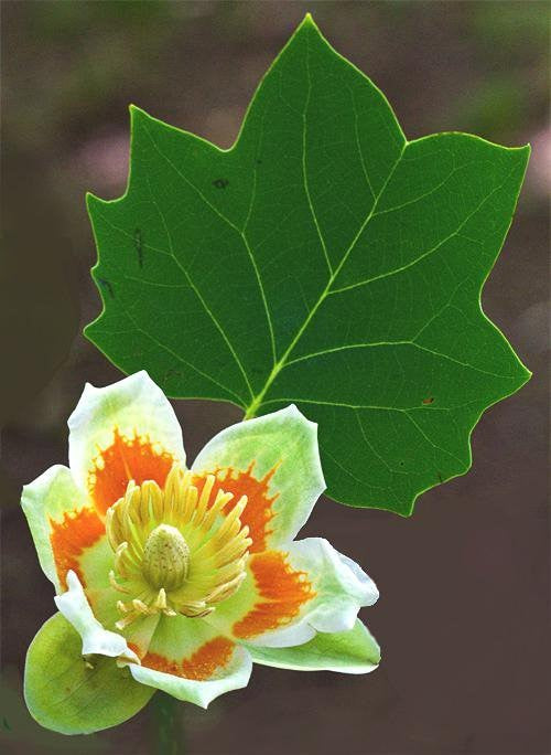 (1) 24" Yellow Tulip Poplar/Magnolia-Butterflies, Birds & Bees (Bareroot)