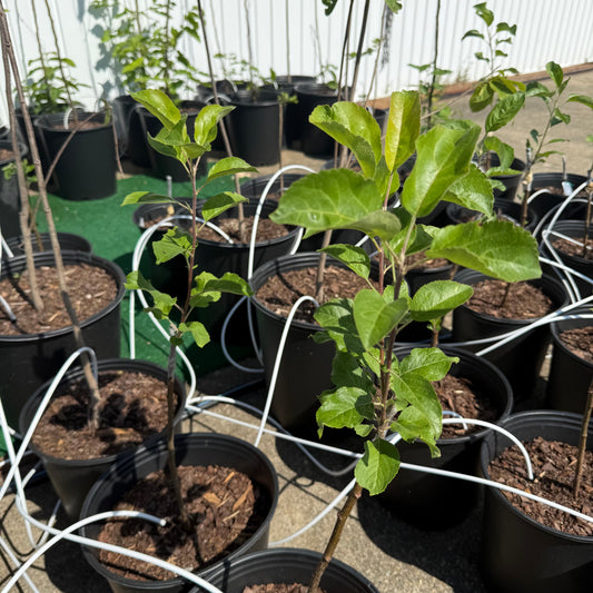Wolf River Apple-Semi-dwarf, Walt Disney’s Favorite 1+ lb apples  (M7 rootstock)