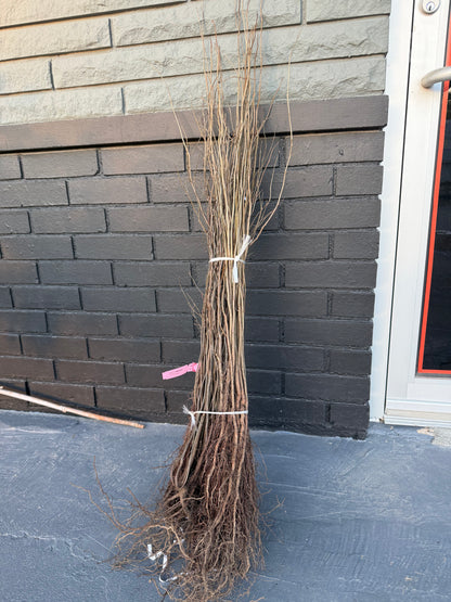 2-18” Spice Bush/Tree-Fragrant & Beautiful! Butterfly Gardens & Gorgeous Smelling & a usable Spice!
