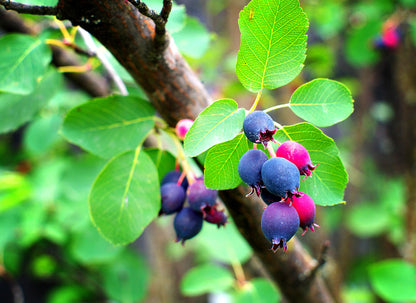 2+1 Free-Downy Service Berry Bush/Tree- Attracts Butterflies, Great Fruit (better than Blueberries) & Beautiful! 2-24”, 1-12” (bareroot)