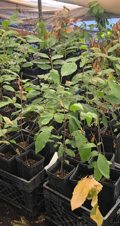 1 - Chinese Chestnut - Deep-rooted 14” tree pot- 2+ ft tall - Early Nut Drop - August September