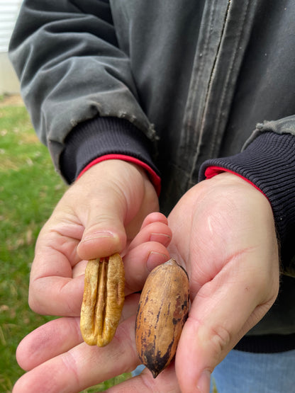 Amish Raised Pecans - Mohawk a Mammoth Pecan larger than Pawnee