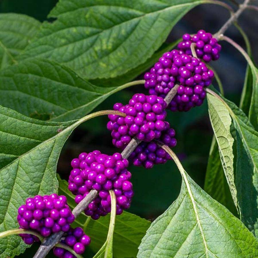 Choice Bareroot Trees-for Fruit, Nuts, Butterflies, Birds & Bees