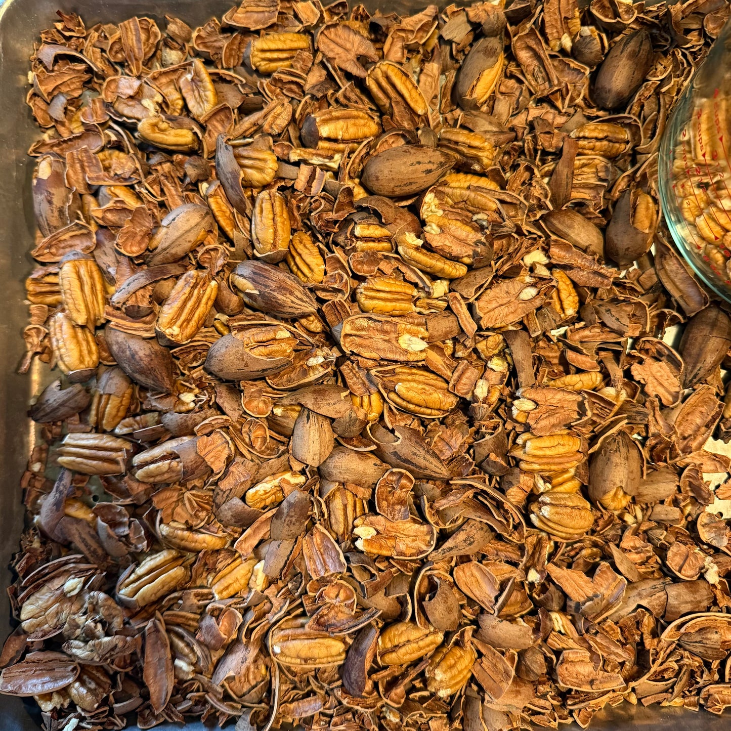 5 lbs Large Colby Pecans: Small Farm Raised & Fresh Cracked w/Shells, a Sweeter Northern Raised nut- Free Shipping