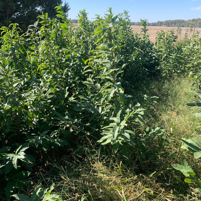 2'-6' Colossal European Variety Chestnut Trees- (European X Japanese)- bare root (no pot)