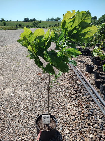 Bucks Unlimited (TM) Oak Tree-A Patent of Univ. of Missouri