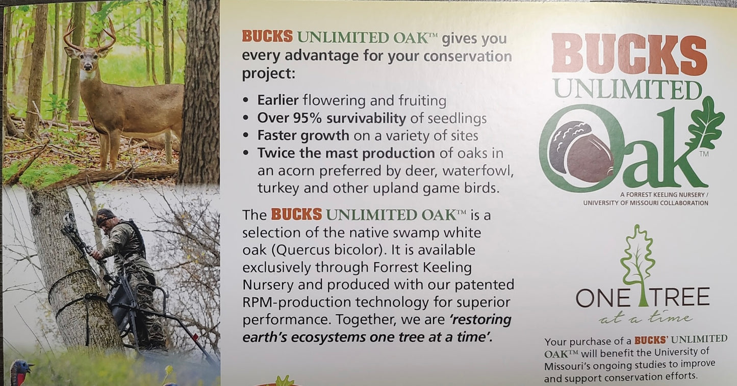 Bucks Unlimited (TM) Oak Tree-A Patent of Univ. of Missouri