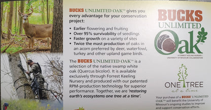 Bucks Unlimited (TM) Oak Tree-A Patent of Univ. of Missouri