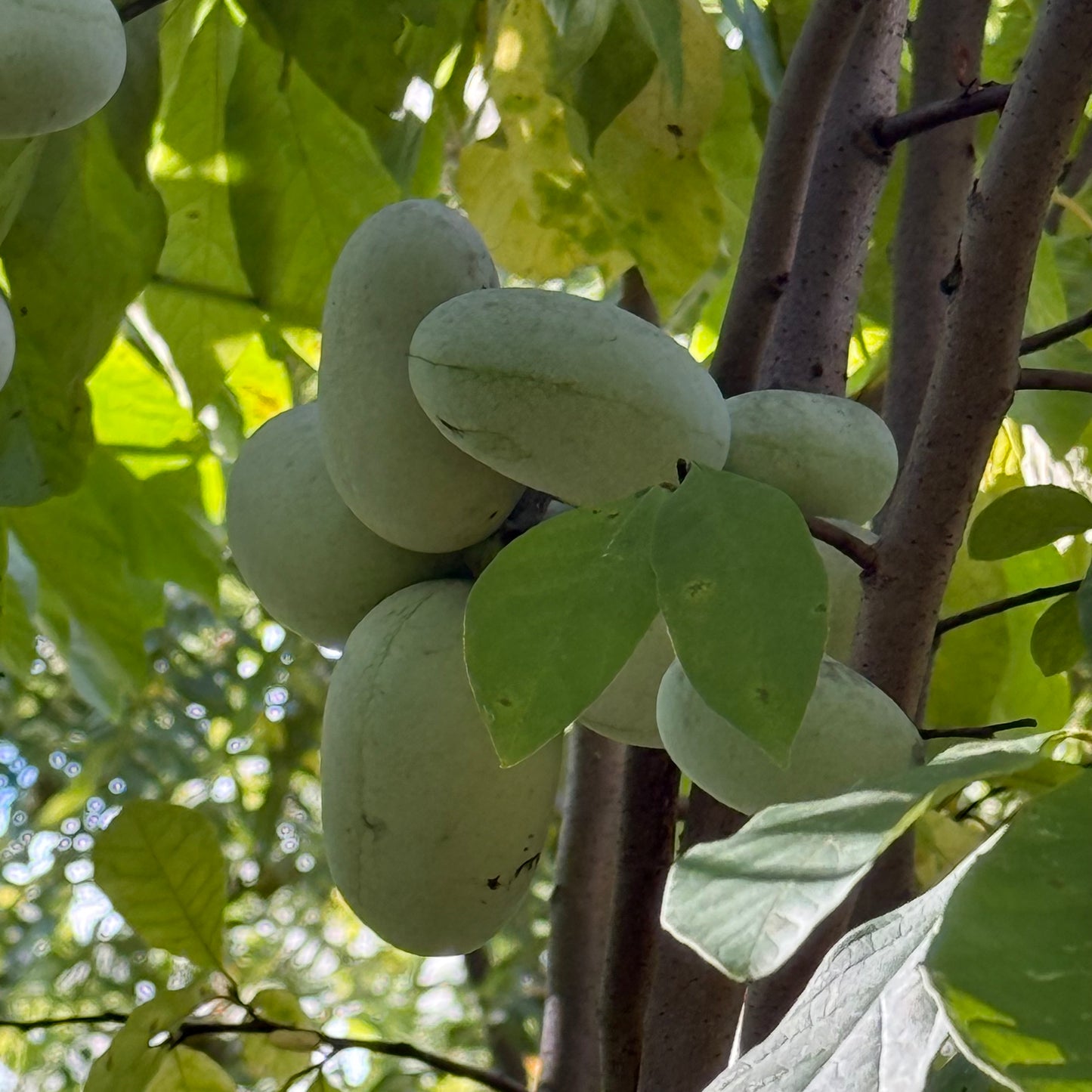 1 Paw Paw Tree & Free 24” Tree Greenhouse Tube- only Organic Pesticides Used, in 12” deep-root pot, 1.5 year old size will vary from  6-9”!