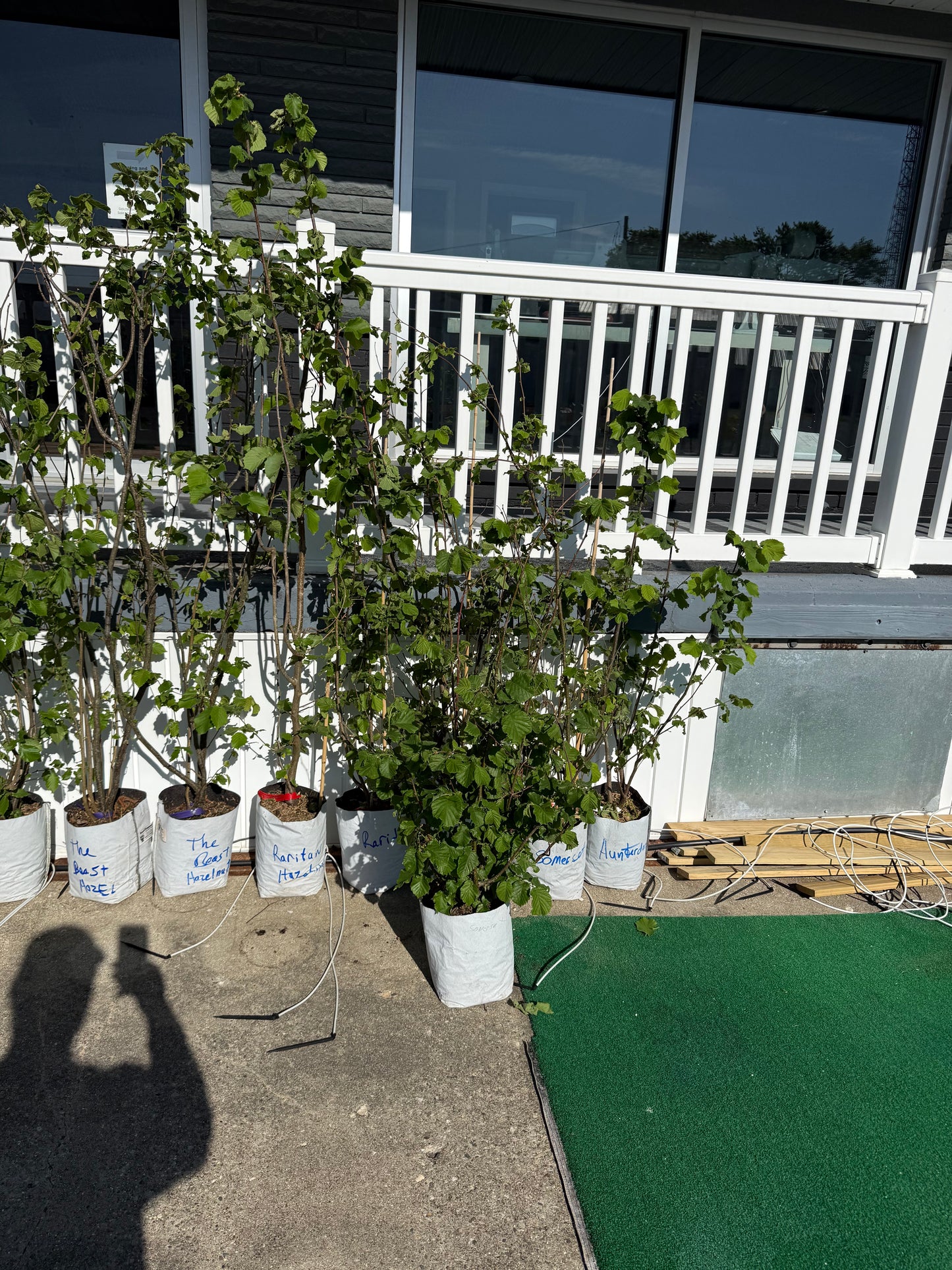 Hazelnut Rutgers/OSU Patented Hybrid