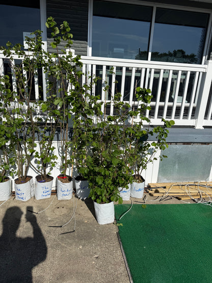 Hazelnut Rutgers/OSU Patented Hybrid