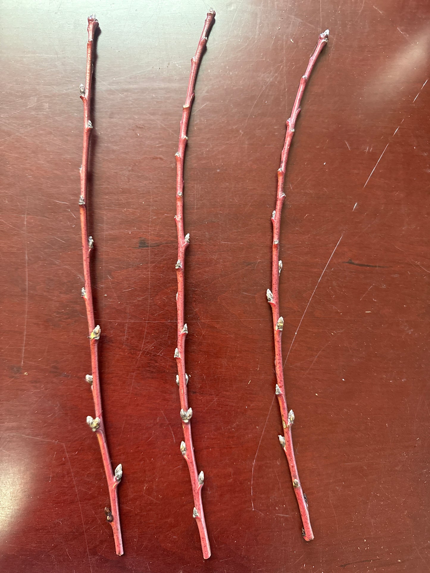 Peach-Grafting Scion-1 Stick