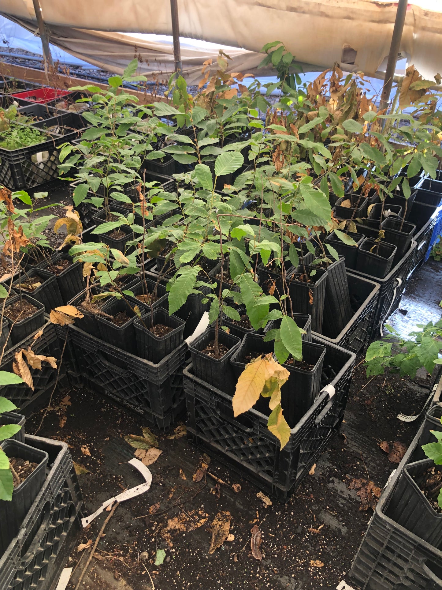 1 - Chinese Chestnut - Deep-rooted 14” tree pot- 2+ ft tall - Early Nut Drop - August September